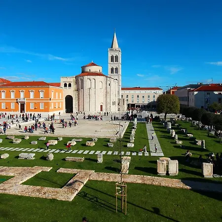 Maslina * Zadar